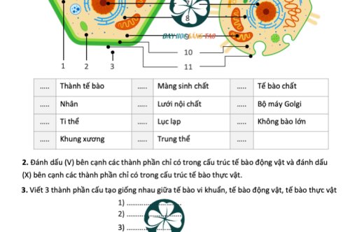 PHIẾU HỌC TẬP TẾ BÀO NHÂN THỰC