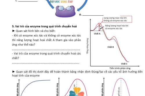 PHIẾU HỌC TẬP ENZYME