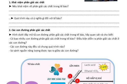 PHIẾU HỌC TẬP TỔNG HỢP VÀ PHÂN GIẢI CÁC CHẤT TRONG TẾ BÀO